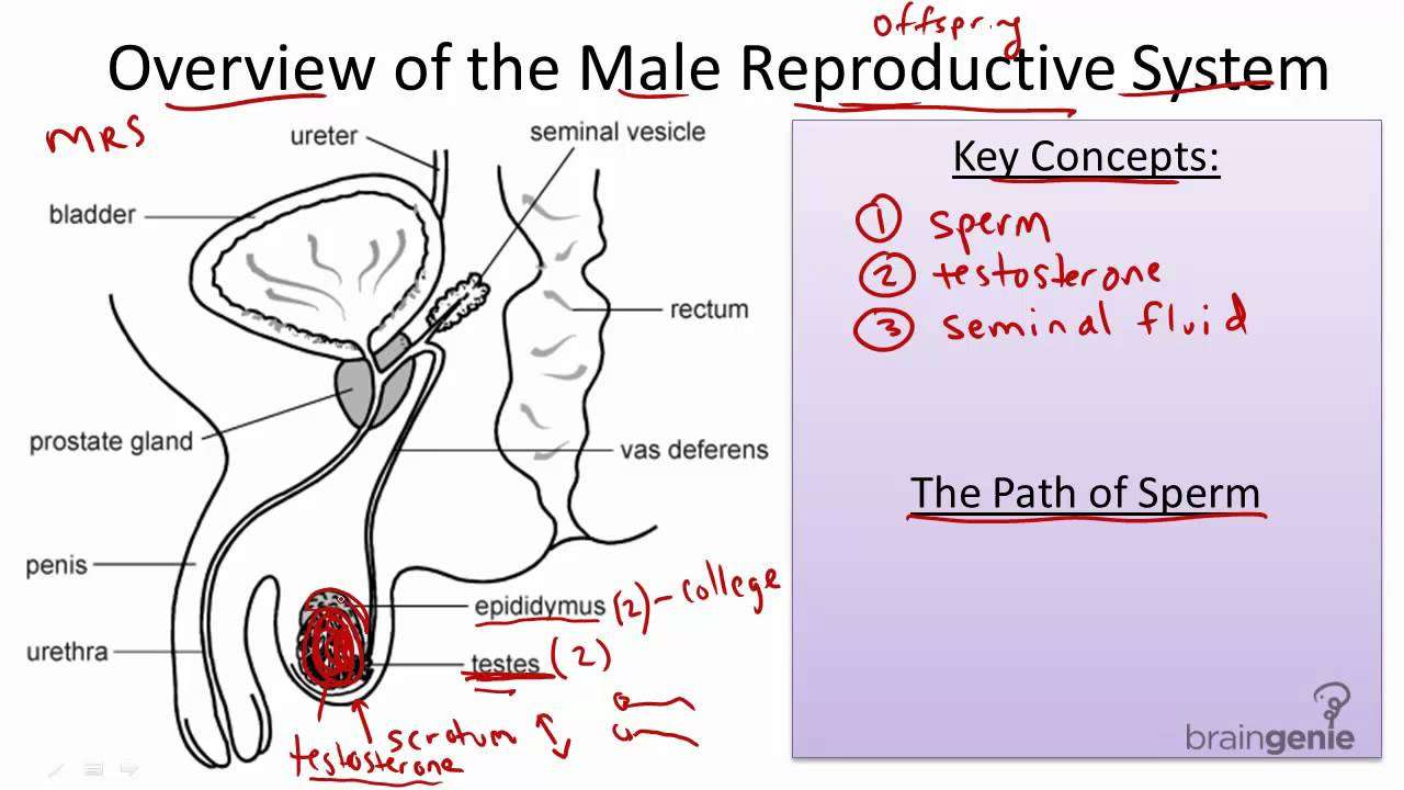 8.10.1 The Male Reproductive System