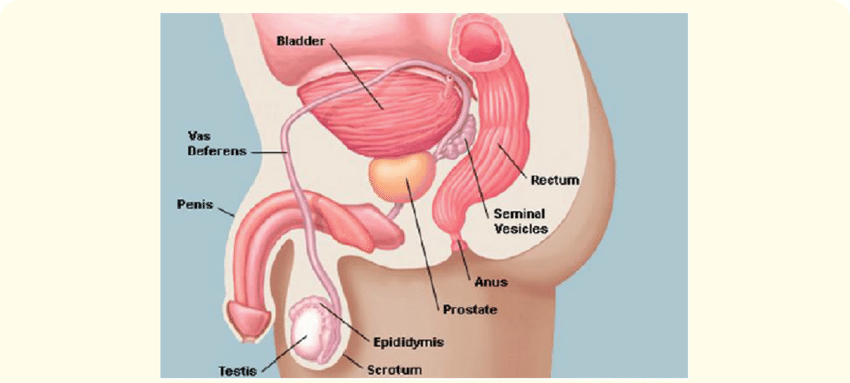 A depiction of the location of the prostate gland in the ...