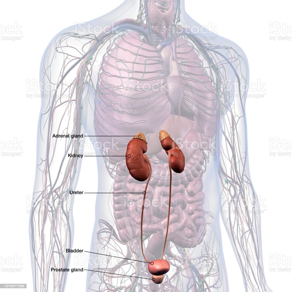 Adrenals Kidneys Urinary System Prostate Gland Labeled ...