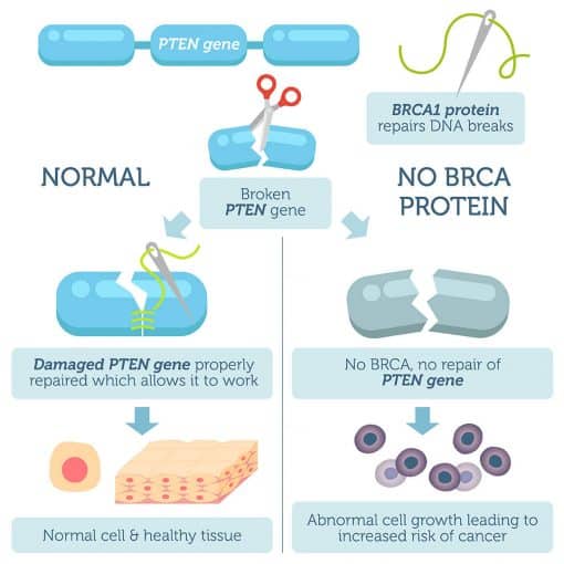 BRCA1/BRCA2 Cancer Risk DNA Test (Selected Variants Only)  DNA Access Lab