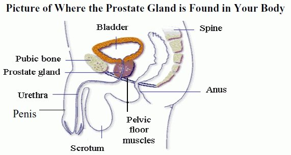 Can You Get An Erection After Prostate Cancer