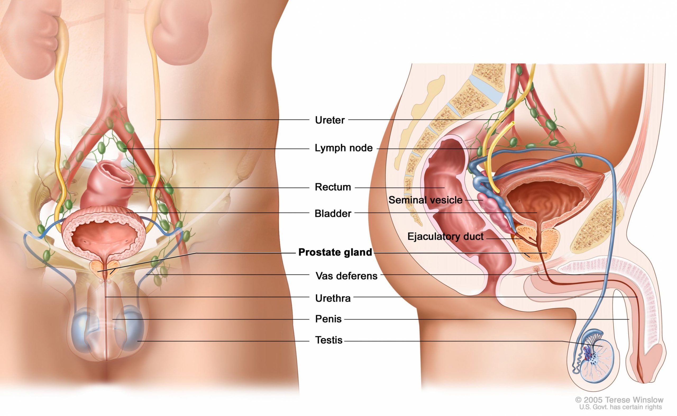 Diagram Of Prostate  UNTPIKAPPS