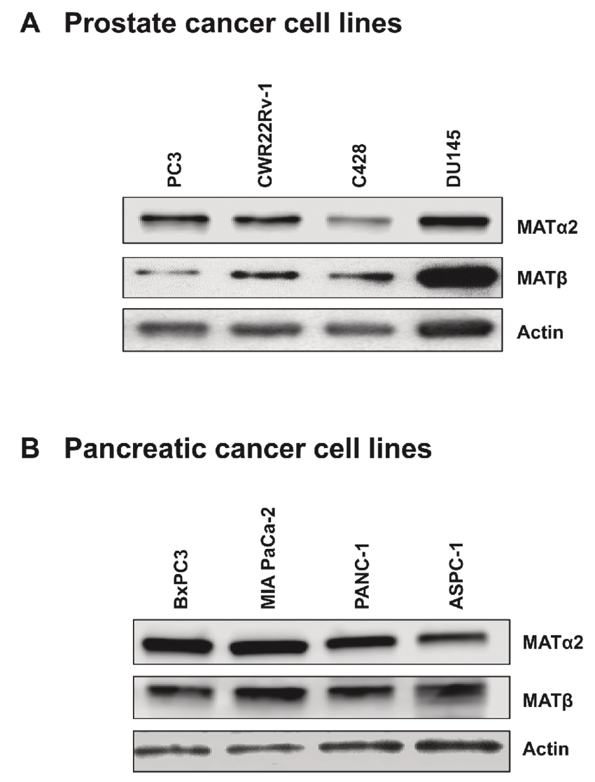 Expression of MAT2 and MAT in prostate and pancreatic ...