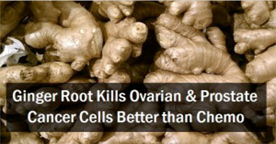 Ginger Root Kills Ovarian &  Prostate Cancer Cells Better Than Chemo ...