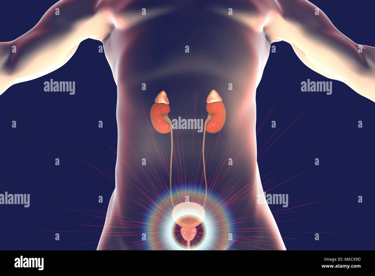 Human Kidney Anatomy Adrenal Gland Stock Photos &  Human ...
