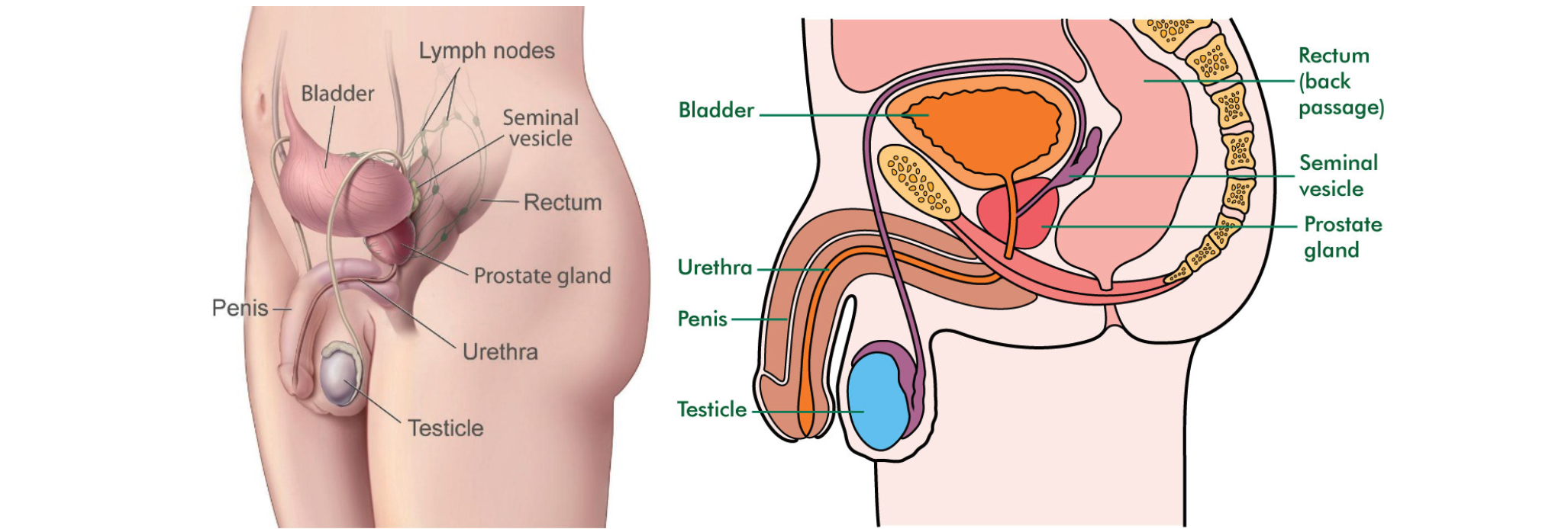 Key Take Home Points About the Prostate Gland â FeM Surgery