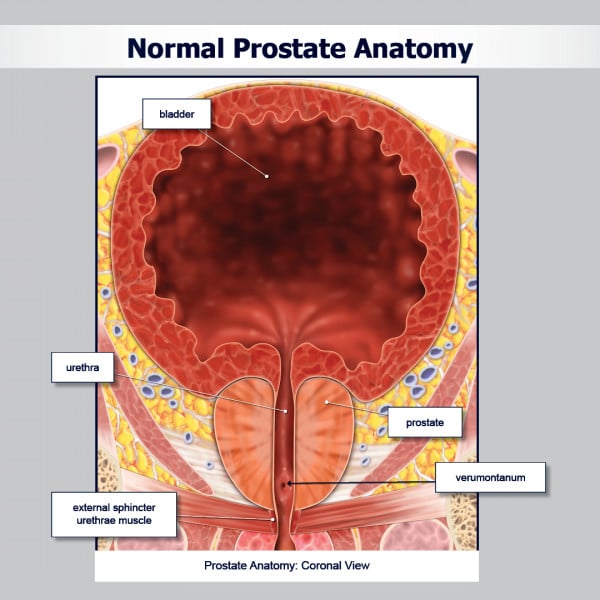 Normal Prostate Anatomy