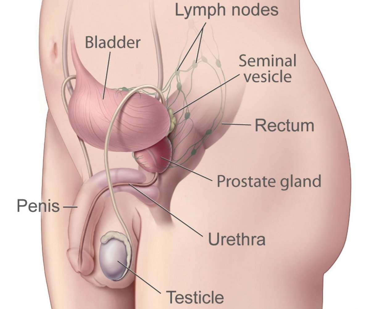 Prostate gland anatomy