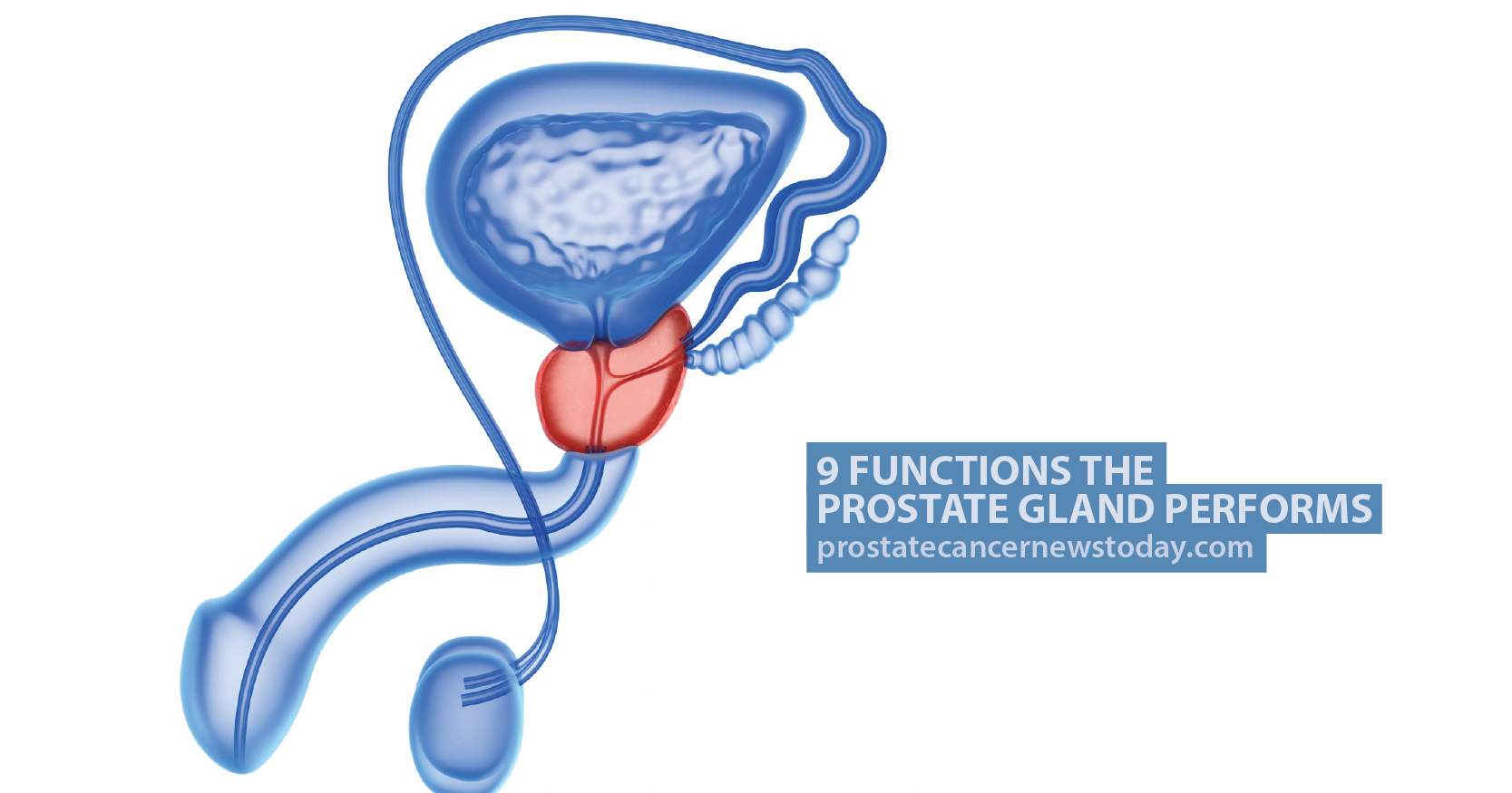 Prostate Gland Definition