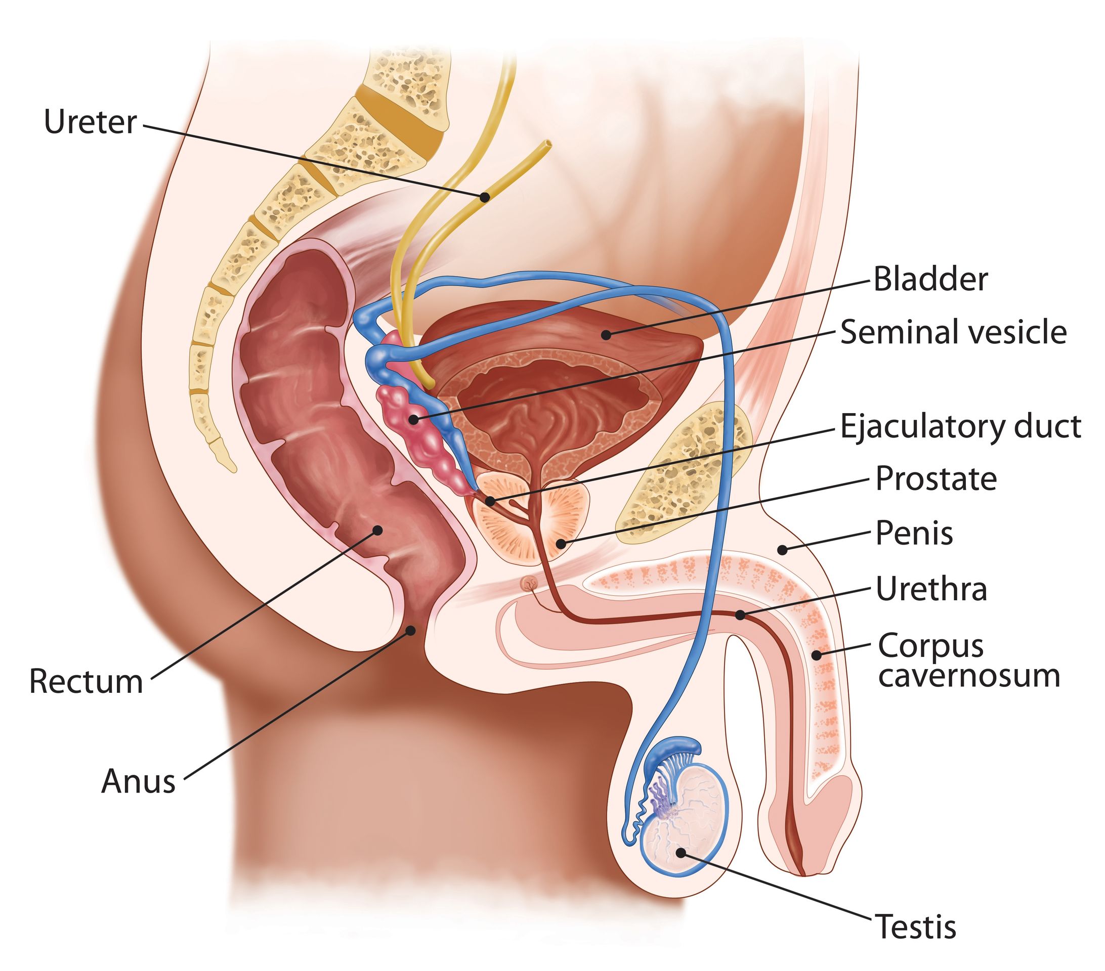 Prostate Gland Enlargement. Causes, symptoms, treatment ...