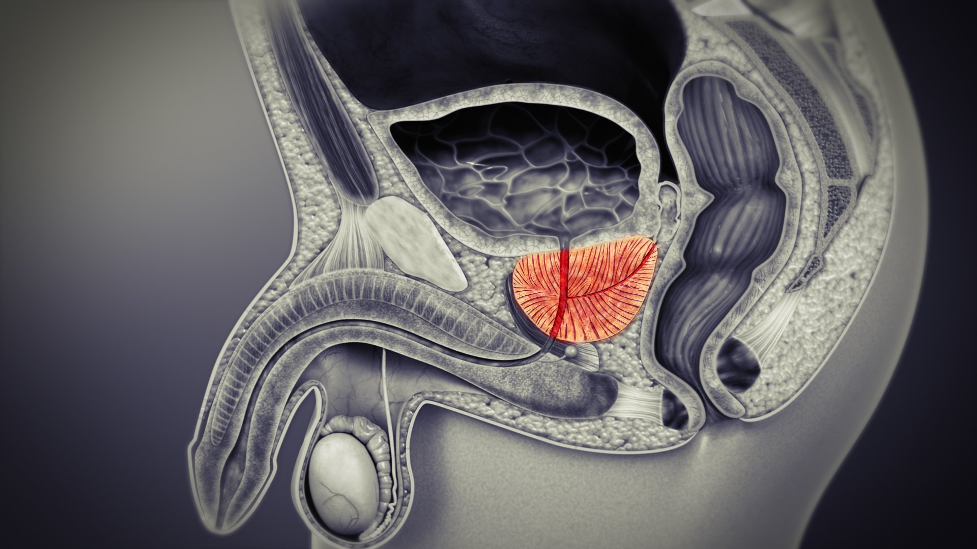 Prostate Glands: Function, Conditions, and Treatments ...