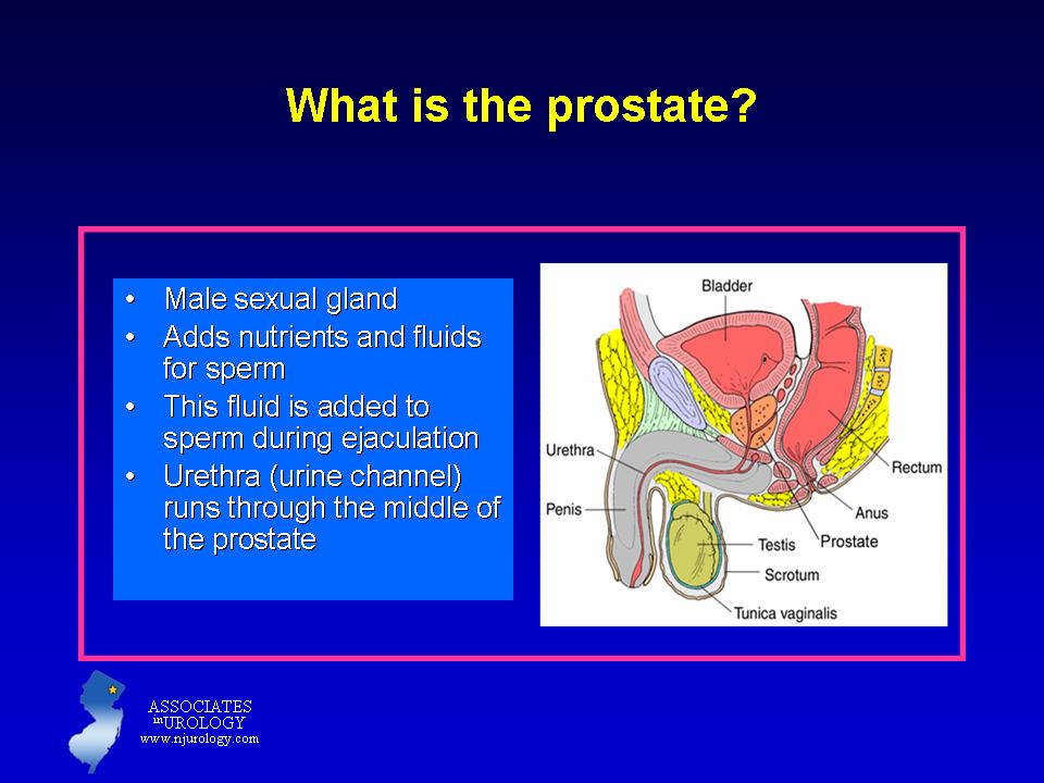 Where to find the prostate