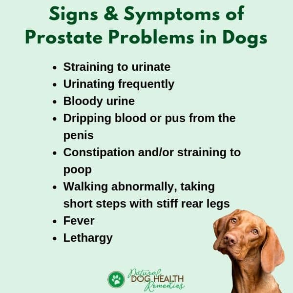 Sign Of Prostate Cancer In Dogs : Prostate Cancer Fitzpatrick Referrals ...