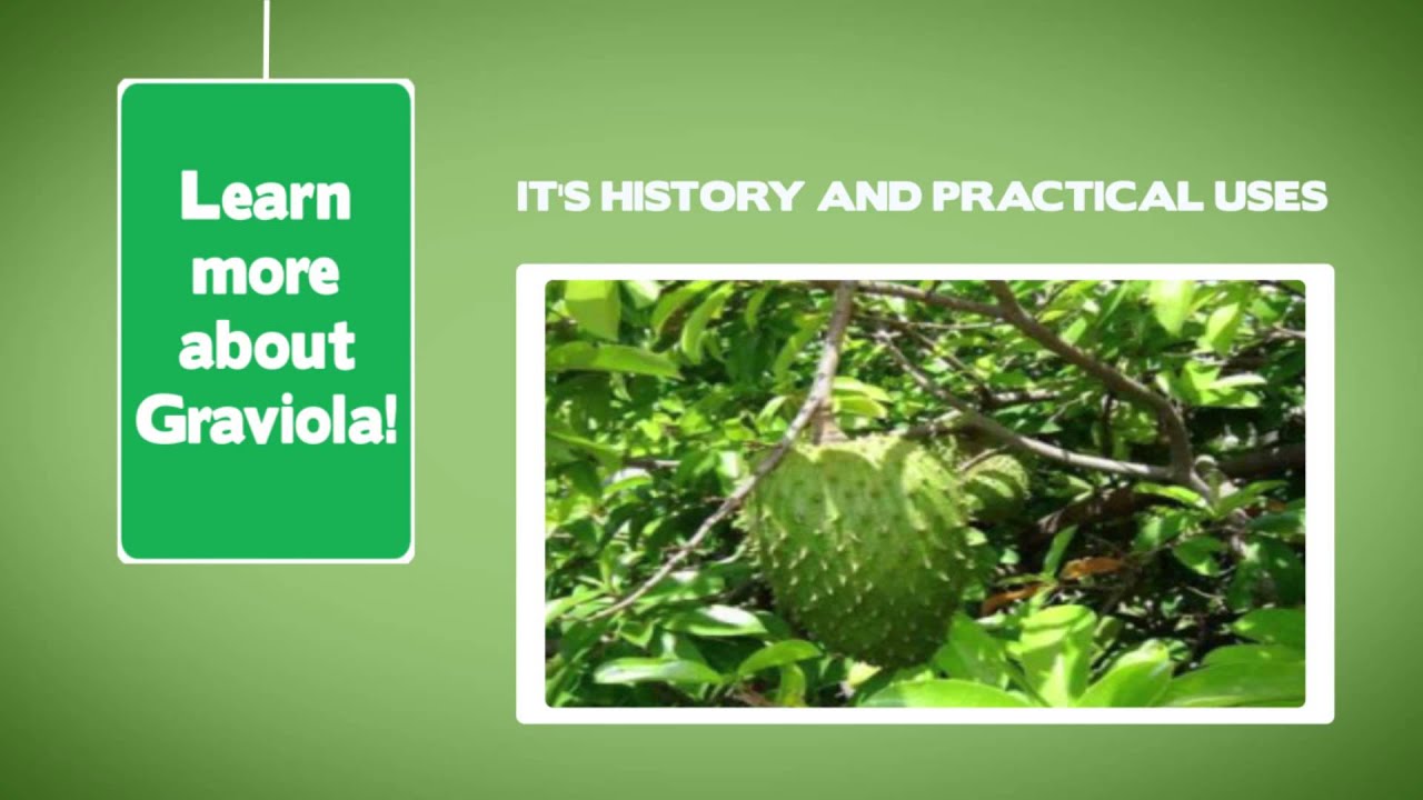 Soursop / Graviola Used For Cancer Cure
