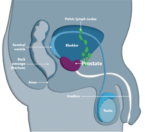 The prostate gland â Prostap DCS