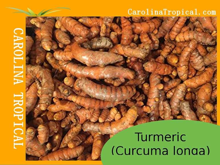 Turmeric: The Most Researched for Prostate Cancer; Lowers ...