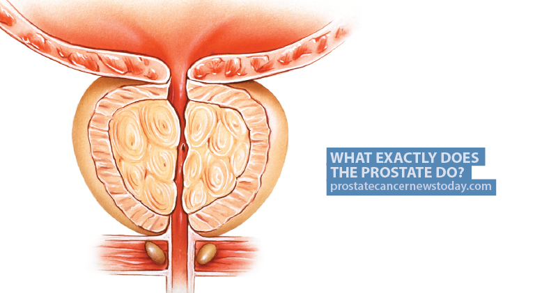 What Exactly Does the Prostate Do?
