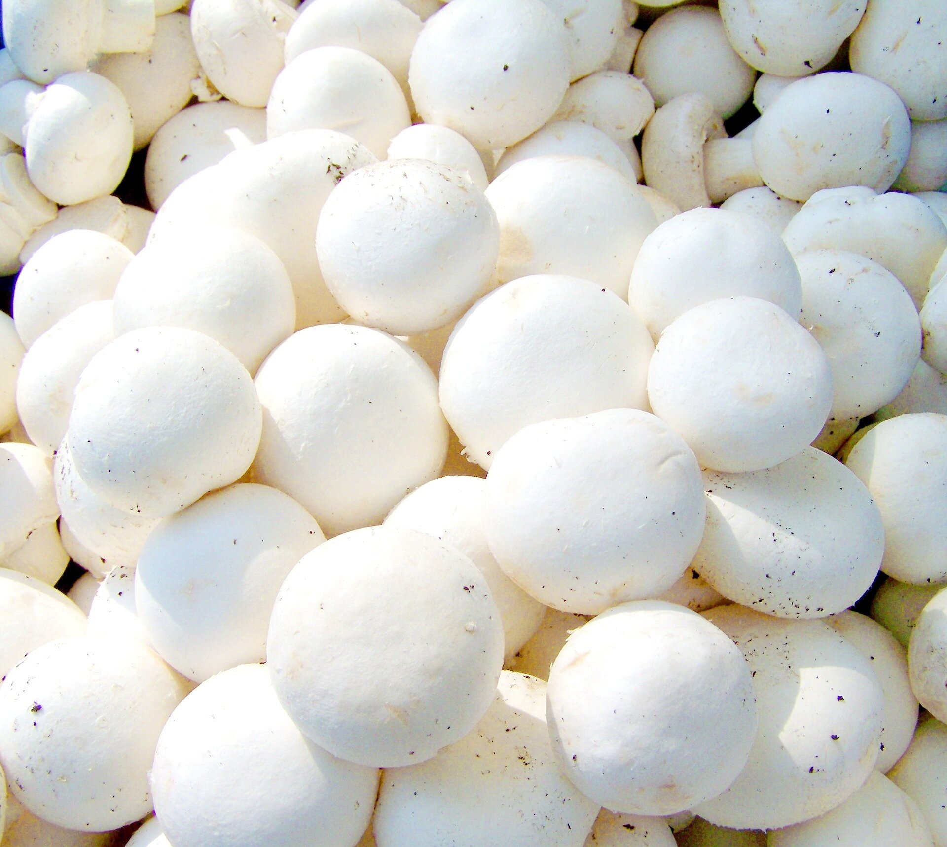 White button mushrooms could slow progression of prostate cancer