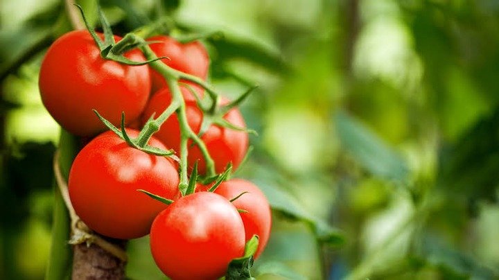 Why Eating Tomato Helps Reduce The Risk Of Heart Diseases ...